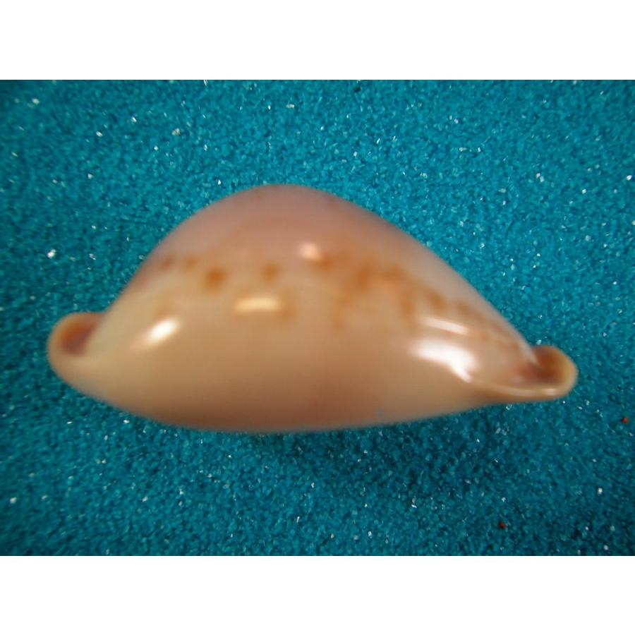 テラマチダカラ : 貝殻ストア - 通販 - Yahoo!ショッピング