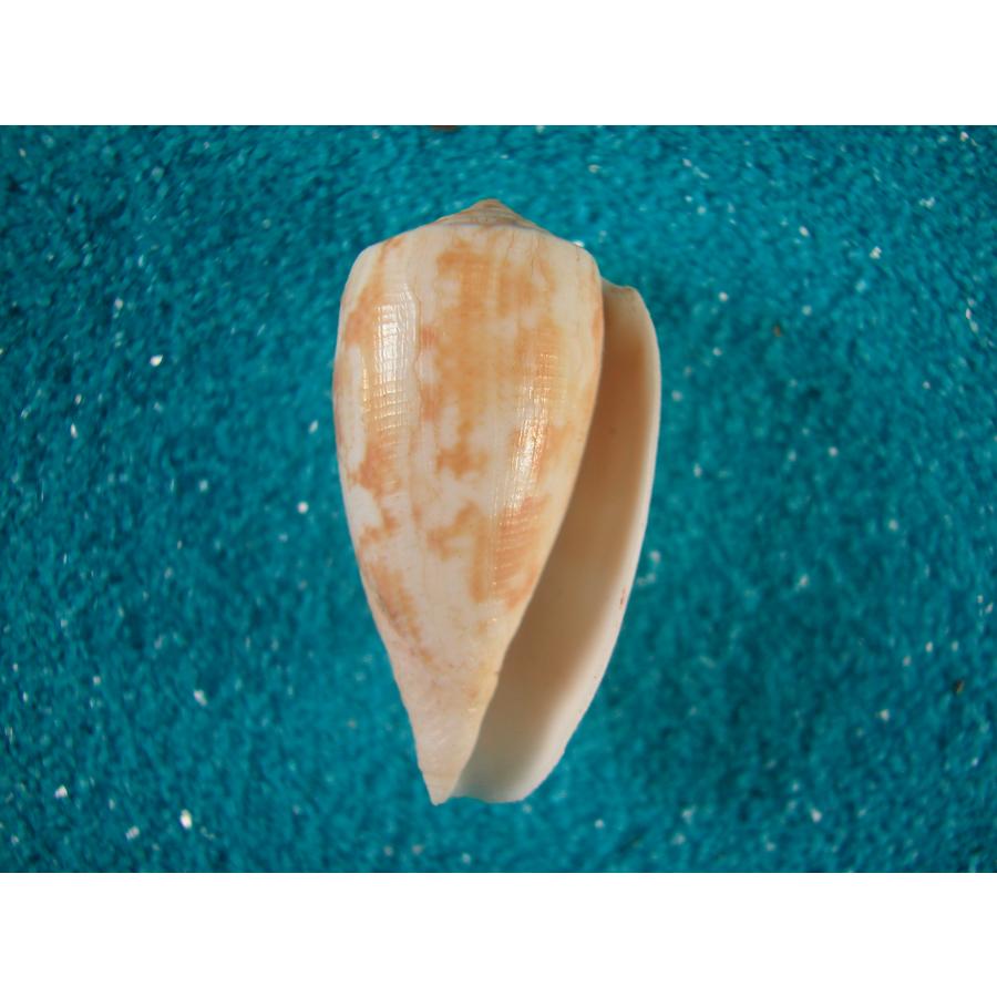 フクレアネモネイモガイ : 貝殻ストア - 通販 - Yahoo!ショッピング