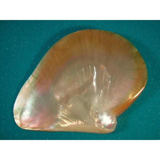 シロチョウガイ : 貝殻ストア - 通販 - Yahoo!ショッピング