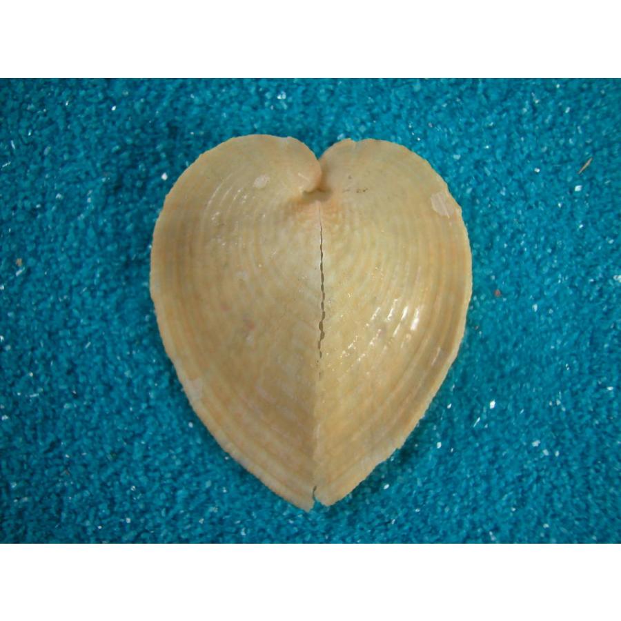 リュウキュウアオイ黄色 D244 貝殻ストア 通販 Yahoo ショッピング