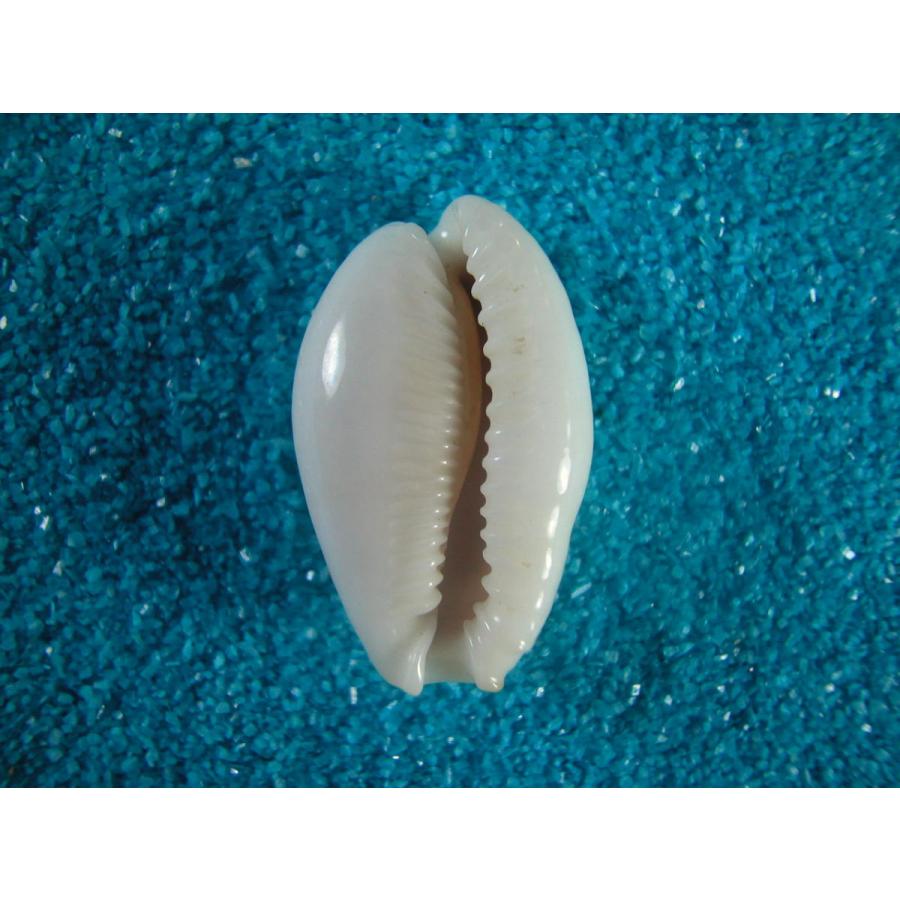 オミナエシダカラ D 貝殻ストア 通販 Yahoo ショッピング