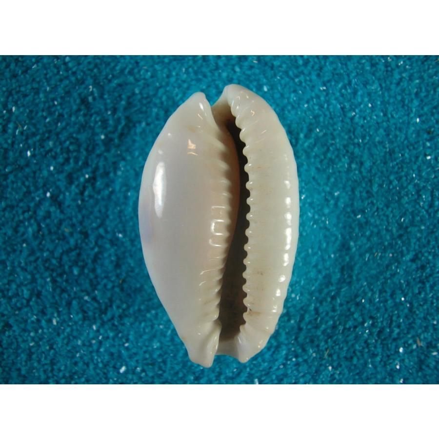 超特大タカラ貝11x7x6cm 特大ヤツシロ貝15x10x7cm 超特大タカラ貝11x7x6cm 超特大ヤツシロ貝15x10x7cm