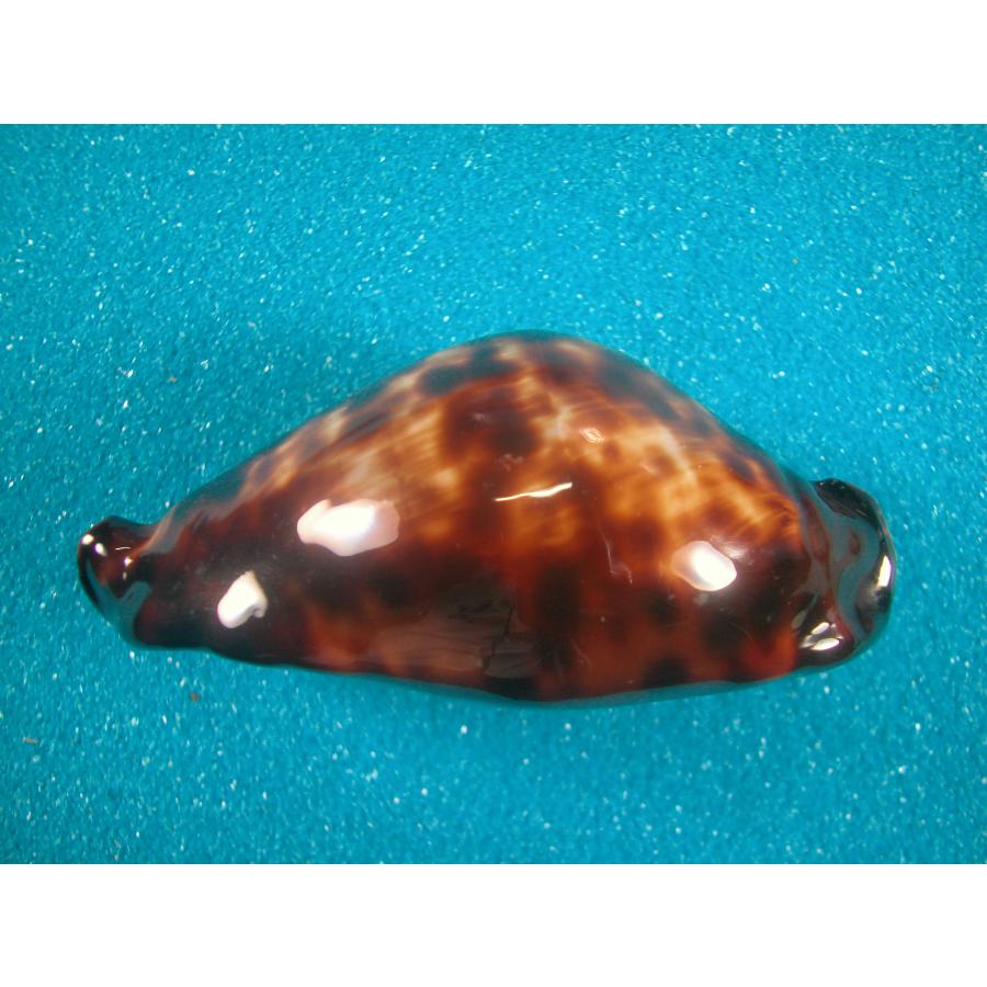 クロガネダカラ⑦-1貝標本クロガネダカラ ⑦-1貝標本クロガネダカラ