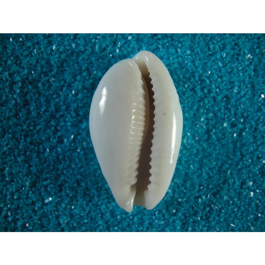 ユキオミナエシダカラ D 貝殻ストア 通販 Yahoo ショッピング