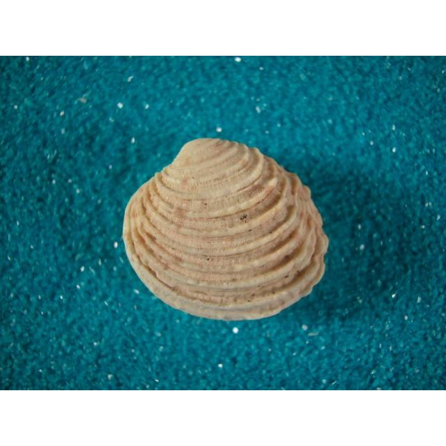 カブトノシコロガイ : 貝殻ストア - 通販 - Yahoo!ショッピング