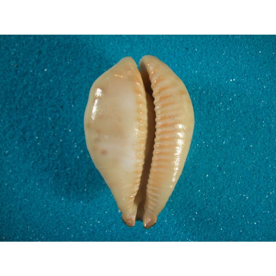 オトヒメリュウグウダカラ : 貝殻ストア - 通販 - Yahoo!ショッピング