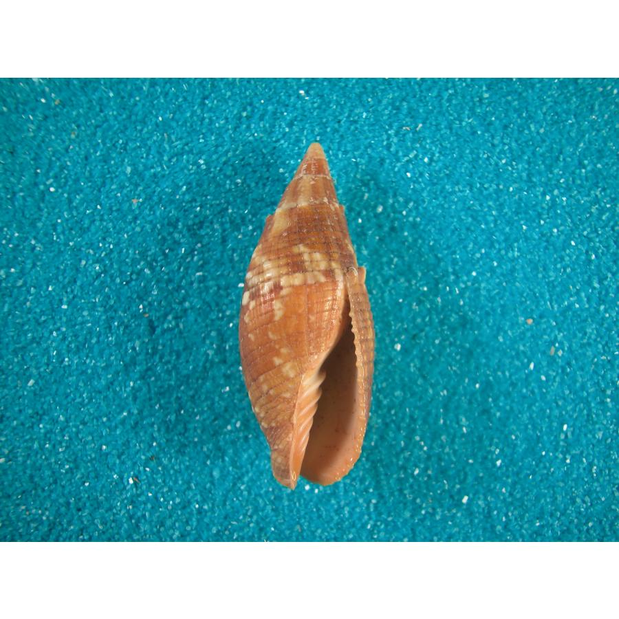 Microshells: Mitra Imperialis ベニウミフデ – VLTV