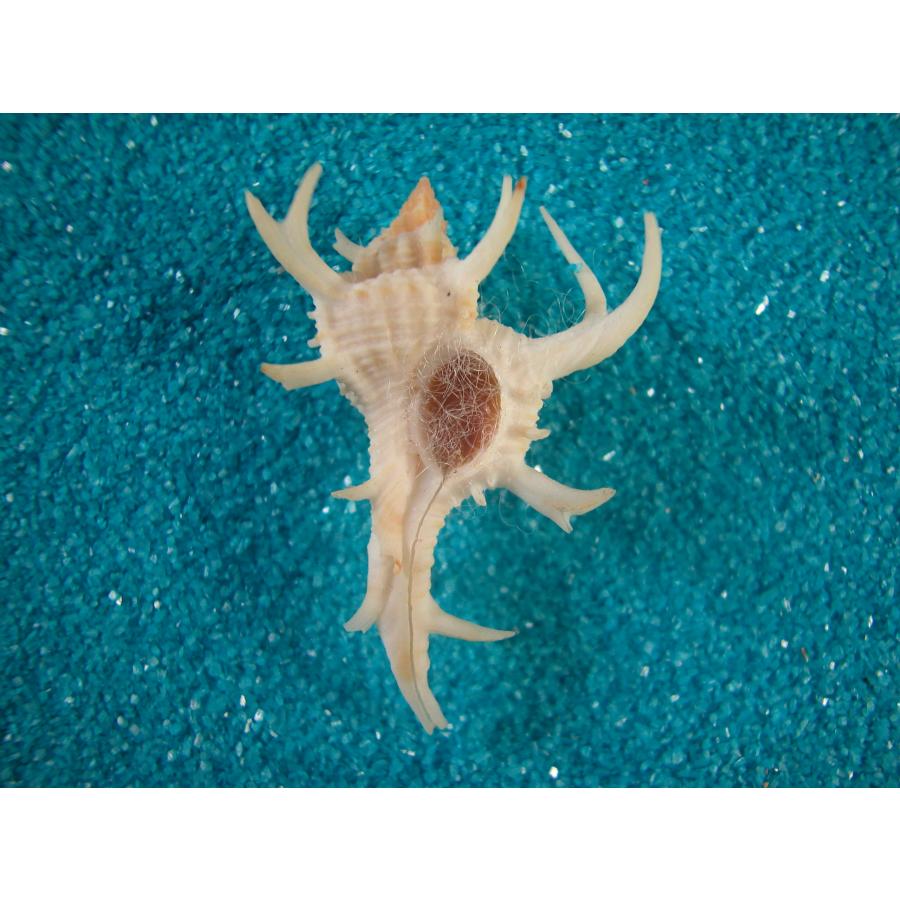 貝殻標本 ヤシガイ シカノツノガイ : 貝殻ストア - 通販 - Yahoo!ショッピング