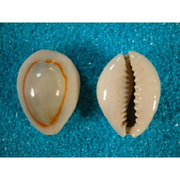 ハナビラダカラ : 貝殻ストア - 通販 - Yahoo!ショッピング