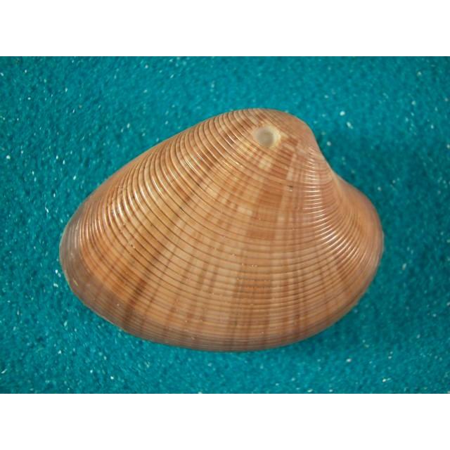 オンドリハマグリ 505 貝殻ストア 通販 Yahoo ショッピング