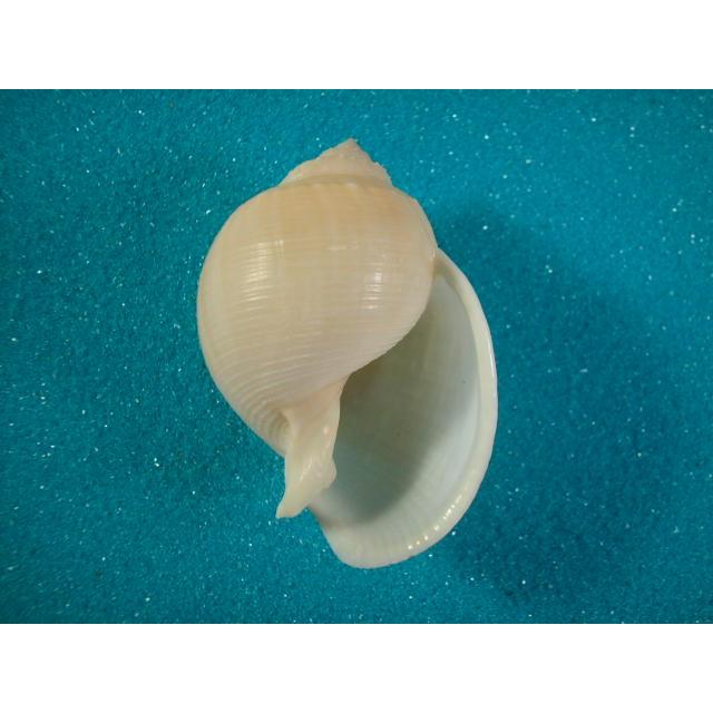 まとめ買い　貝殻　8点セットマンボウガイ　アオイガイ シャコガイ トウカムリガイ ナンバンカブトウラシマガイ : 貝殻ストア - 通販 - Yahoo!ショッピング