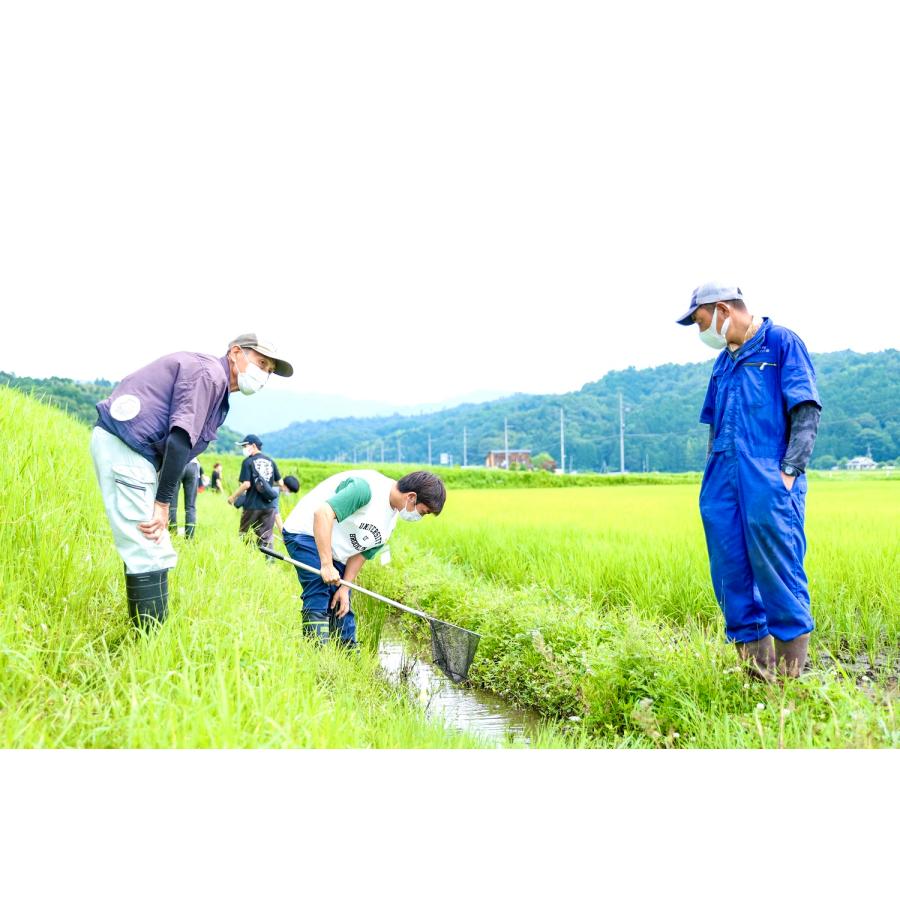 2024年度産雑穀米精米済み 即納可/在庫あり】[三陟童子]韓国産 米 10kg 白米 2024年産 令和