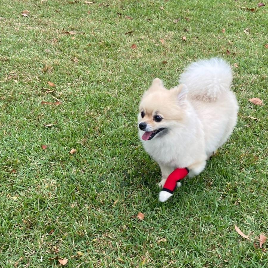 Sale 69 Off 犬 足 サポーター 保護 プロテクター ホッとドッグサポーター ロング 中型犬 大型犬 両足兼用 Dprd Jatimprov Go Id