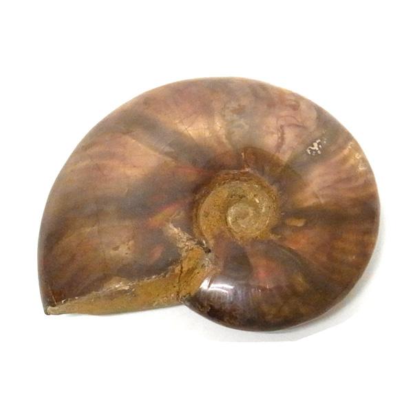 アンモナイト 化石 標本 マダガスカル産 : 仏像と縁起物の専門店 龍祥