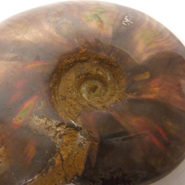 アンモナイト 化石 標本 マダガスカル産 : 仏像と縁起物の専門店 龍祥