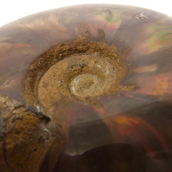 アンモナイト 化石 標本 マダガスカル産 : 仏像と縁起物の専門店 龍祥