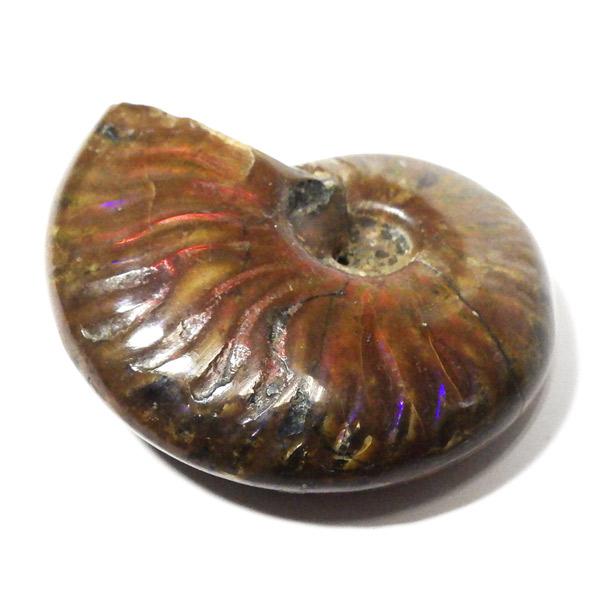 アンモナイト 化石 標本 マダガスカル産 : 仏像と縁起物の専門店 龍祥