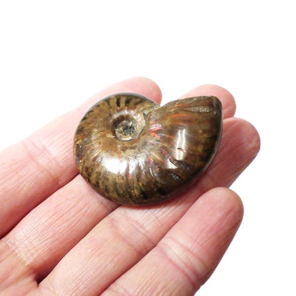 アンモナイト 化石 標本 マダガスカル産 : 仏像と縁起物の専門店