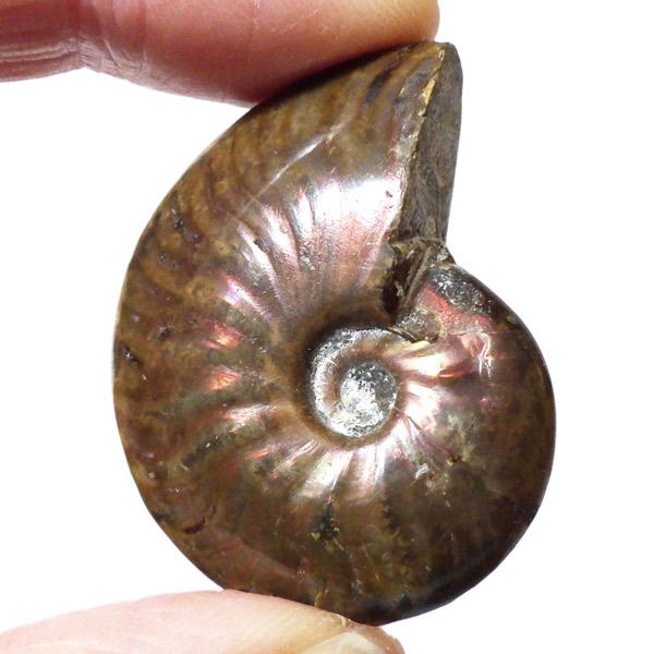 化石　骨格　標本　アンモナイト　穂別産 化石 骨格 標本 アンモナイト 穂別産