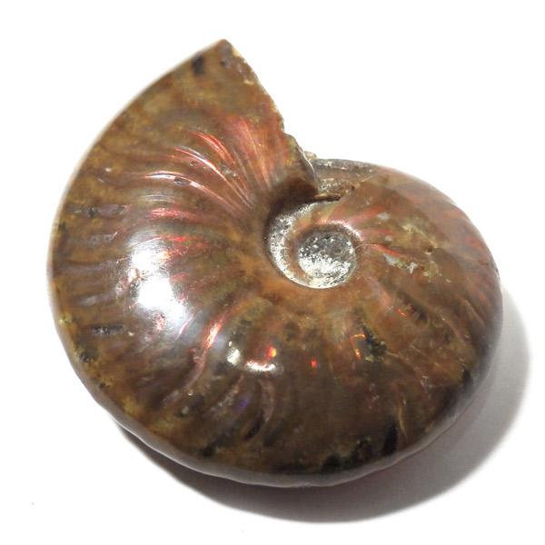 化石　骨格　標本　アンモナイト　美麗標本　国産 化石 骨格 標本 アンモナイト 美麗標本 国産 アンティーク