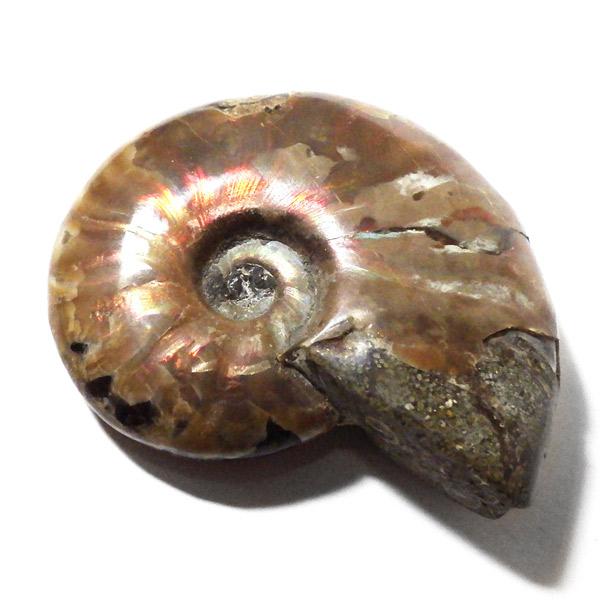 アンモナイト 化石 標本 マダガスカル産 : 仏像と縁起物の専門店 龍祥