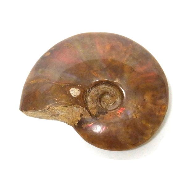 アンモナイト縫合線オパール化石標本 ☆貴重－アンモナイト縫合線