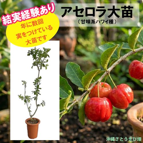結実経験あり アセロラ苗 甘味系ハワイ種 18cmポット 大苗 |沖縄 果物