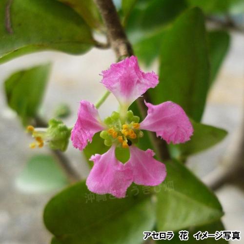 結実経験あり アセロラ苗 甘味系ハワイ種 18cmポット 大苗 |沖縄 果物