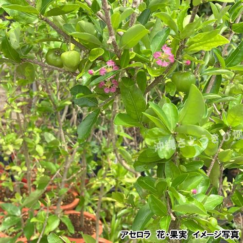結実経験あり アセロラ苗 甘味系ハワイ種 18cmポット 大苗 |沖縄 果物