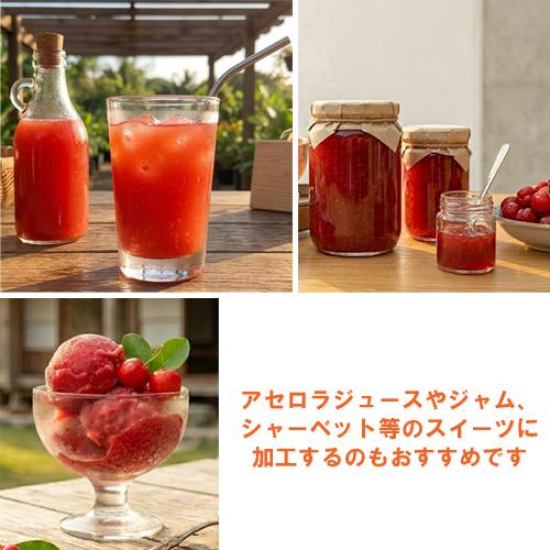結実経験あり アセロラ苗 甘味系ハワイ種 18cmポット 大苗 |沖縄 果物