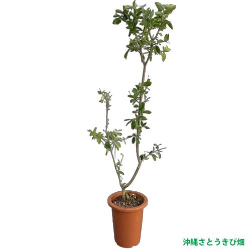 結実経験ありアセロラ苗 甘味系ハワイ種 18cmポット 大苗 2鉢セット