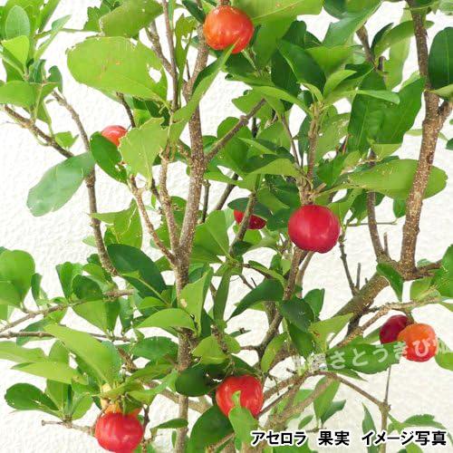 結実経験ありアセロラ苗 甘味系ハワイ種 18cmポット 大苗 2鉢セット