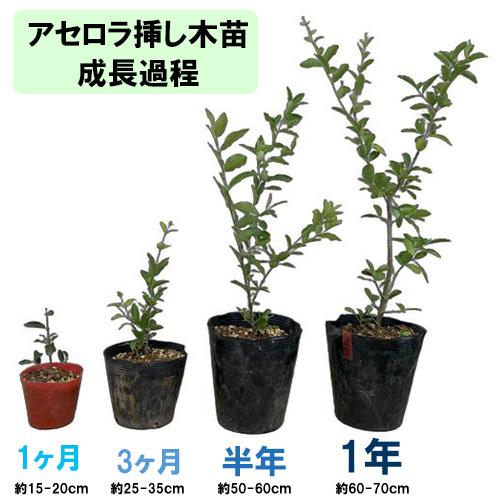 結実経験ありアセロラ苗 甘味系ハワイ種 18cmポット 大苗 2鉢セット