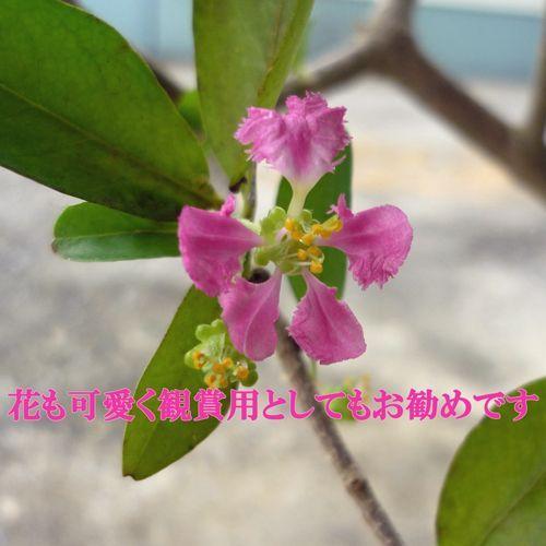 結実経験あり アセロラ苗 甘味系ハワイ種2鉢セット Acerola Sh2 りゅうか商事 通販 Yahoo ショッピング