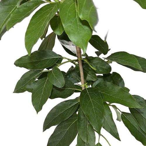 アボカド苗(ベーコン種) 接木苗 : りゅうか商事 - 通販 - Yahoo