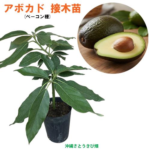 アボカド苗(ベーコン種)　接木苗　　　|野菜苗 熱帯果樹 南国 森のバター 自家菜園 家庭菜園（Yahoo!・りゅうか商事）