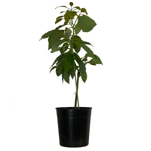 国内配送 アボカド苗 フェルテ種 接木苗 Avocado Ft りゅうか商事 通販 Yahoo ショッピング 即納 最大半額 M Mahdi Net