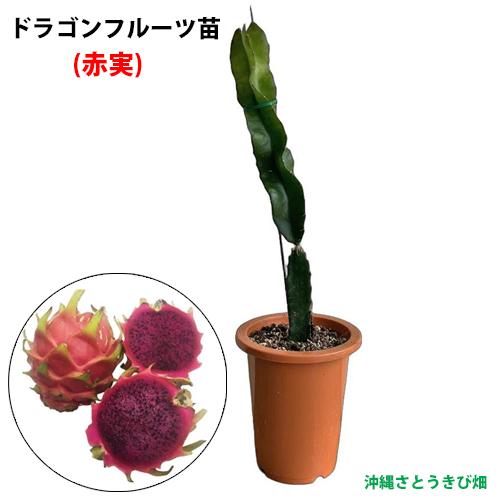 ドラゴンフルーツ苗 大サイズ 紅白セット 6号鉢 : りゅうか商事