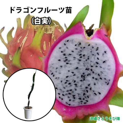 ドラゴンフルーツ苗 白実 6号鉢 D Siro Ma りゅうか商事 通販 Yahoo ショッピング