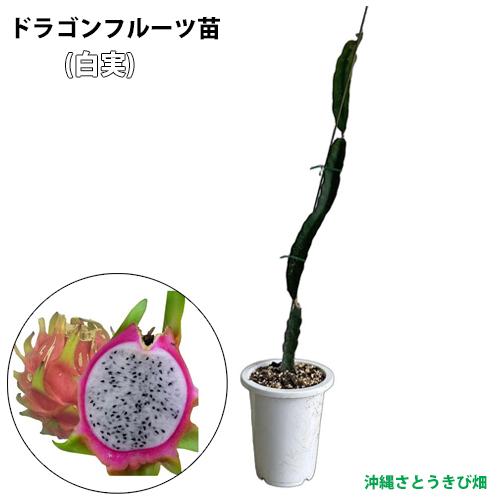 ドラゴンフルーツ苗 大サイズ (白実) 6号鉢 : りゅうか商事 - 通販