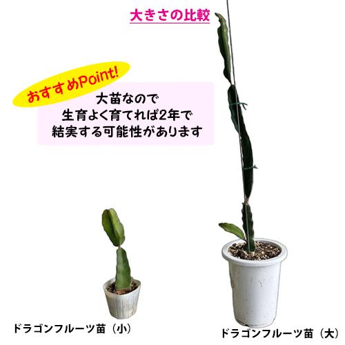 ドラゴンフルーツ苗 大サイズ (白実) 6号鉢 : りゅうか商事 - 通販