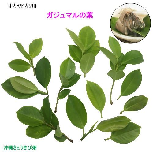 送料無料 オカヤドカリ用 エサ サトウキビ ガジュマルの葉30枚 代引き不可