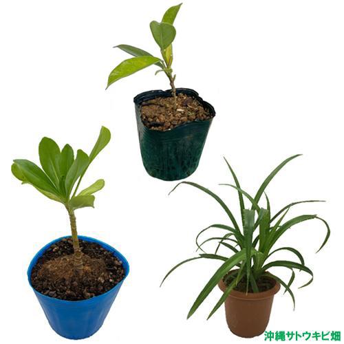 沖縄産 15年 ガジュマル がしゅまる