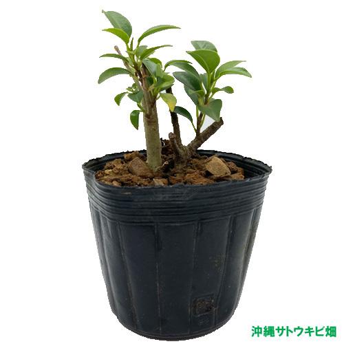 ガジュマル 挿し木