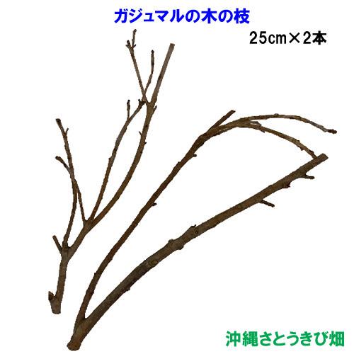 ガジュマルの木の枝 予約販売 25cm 2本