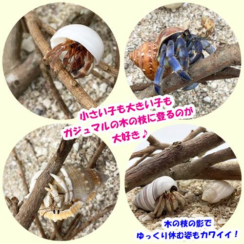オカヤドカリの遊び場　がじゅまる（ガジュマル）の木の枝　35cm×2本 |おかやどかり 飼育 アクアリウム アクア用品 隠れ家 無添加 天然素材 ストレス軽減 |  | 02