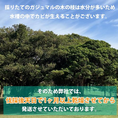 オカヤドカリの遊び場　がじゅまる（ガジュマル）の木の枝　35cm×2本 |おかやどかり 飼育 アクアリウム アクア用品 隠れ家 無添加 天然素材 ストレス軽減 |  | 03