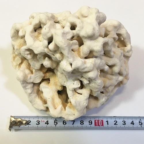 現品限り 沖縄 天然 サンゴ石 No3 約14cm Genpin Sango No3 りゅうか商事 通販 Yahoo ショッピング