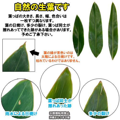 月桃の葉　ビーチャ 沖縄産 月桃の葉20枚セット（未洗浄） |ムーチー サンニン 月桃茶