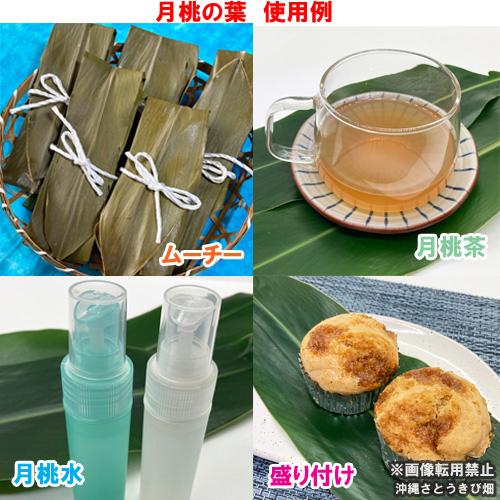 沖縄産 月桃の葉20枚セット（未洗浄） |ムーチー サンニン 月桃茶